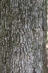 Chinkapin oak